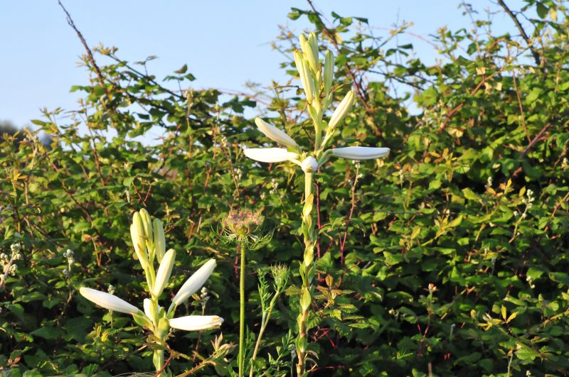 Lilium candidum